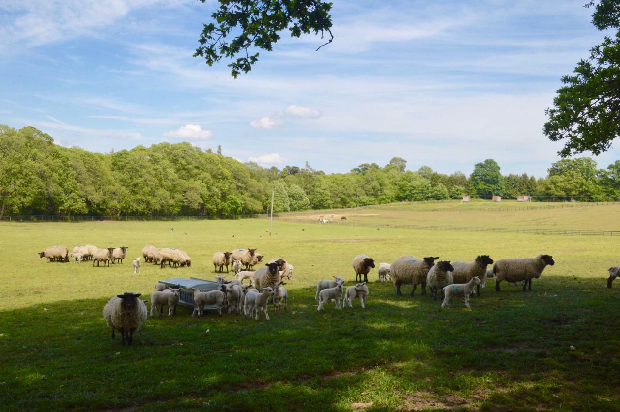 The Hideaway-South Downs National Park Apartment Graffham ภายนอก รูปภาพ